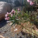 Rosa Amparo Κόρδοβα