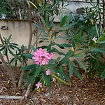 Σπίτι διακοπών Rosa Amparo *
