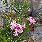 Rosa Amparo Κόρδοβα