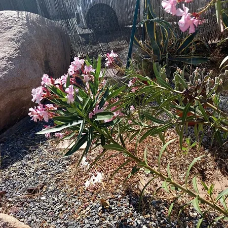 Rosa Amparo Cordoue