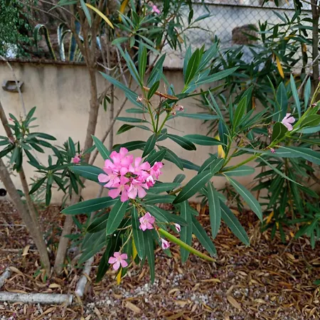 Hébergement de vacances Rosa Amparo *
