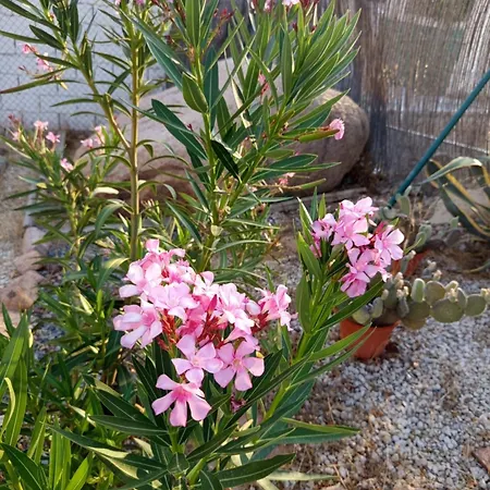 Rosa Amparo Cordoue